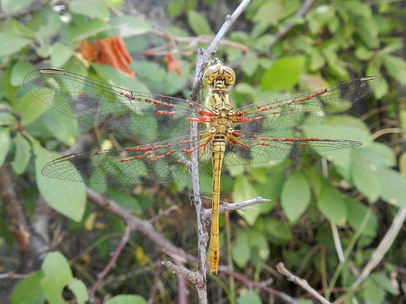 ID libellula con ospiti...non paganti